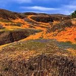 California Wildflowers